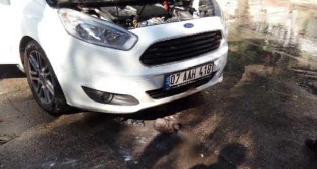 Otomobilin motor kısmına giren 3 kirpi telef oldu