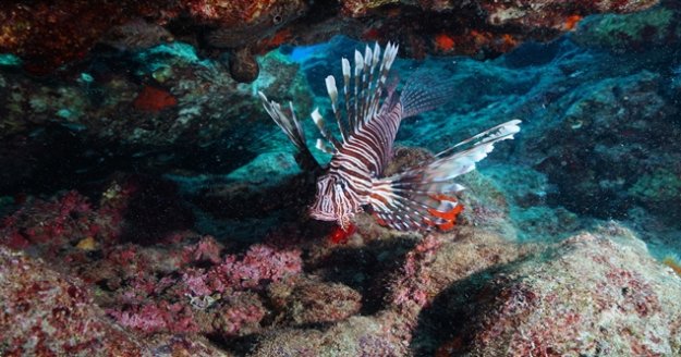 Balon balığının ihracatı ülke ekonomisine katkı sağlayacak