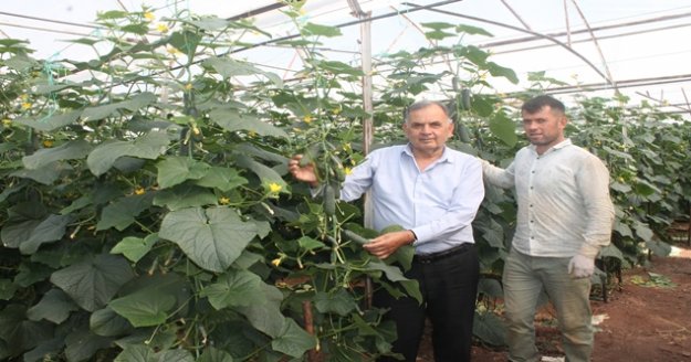 Dikenli salatalık pazarı üreticinin yüzünü güldürdü