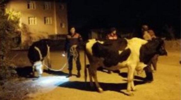 Kayıp inekleri jandarma buldu