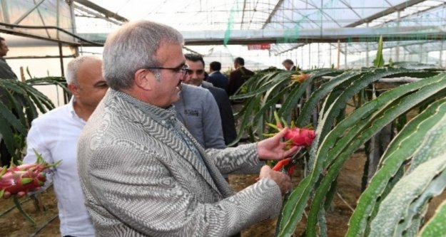 Vali yerli muz için hedef koydu