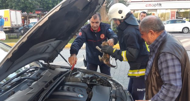 Alanya'da araç motorundan kedi kurtarma operasyonu