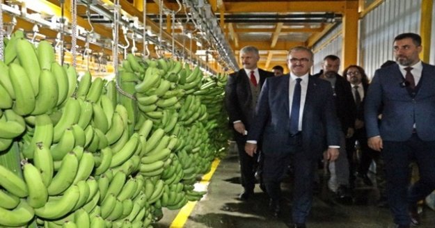 Antalya Valisi Karaloğlu'ndan turizmcilere 'kimse tesisine ithal muz koymasın' çağrısı