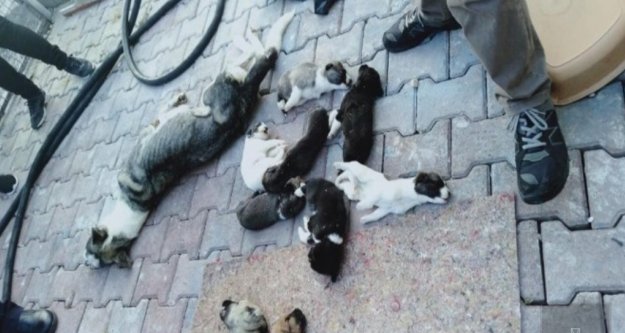 Barınakta 20 köpek ölüsü bulan hayvanseverler şoke oldu