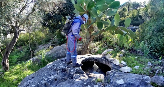 Büyükşehir Alanya'da sinek avında