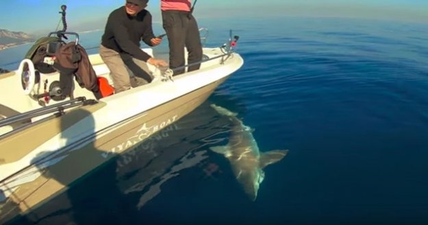 Dev köpek balığı oltaya geldi