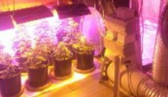 Evde genetiği değiştirilmiş kenevir yetiştiren şahıs yakalandı