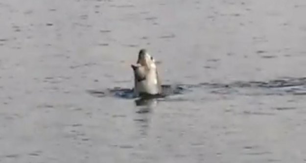 Fırtınanın habercisi foklar