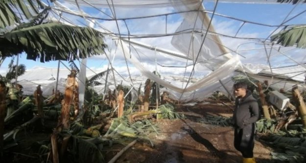 Hortum muz serasını yerle bir etti