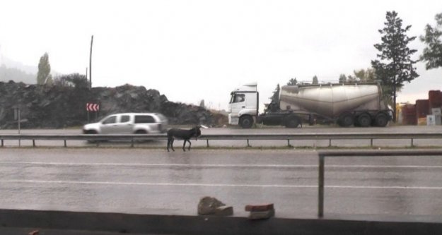 Karayolundaki başıboş eşek sürücülere zor anlar yaşattı