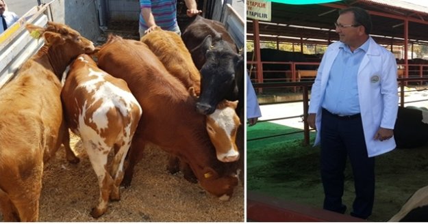 Yüzde 40 Hibeli Düve Alım Desteği Başvuruları Başladı