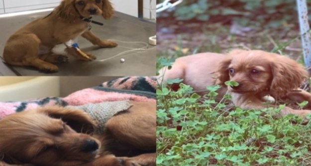 Alanya'da kayıp 'Mişa' aranıyor