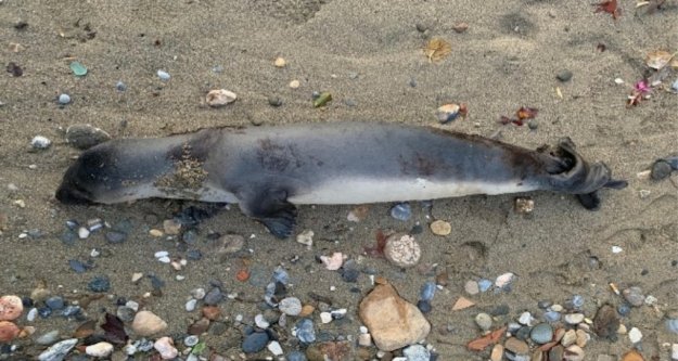 Alanya'da sahile ölü yavru Akdeniz foku vurdu