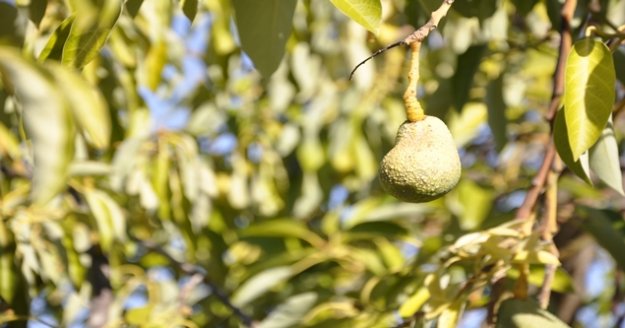 Avokadoyu hastalık vurdu!