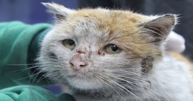 Depremzede kedi 'Toros' Antalya'da sıcak yuvasına kovuştu