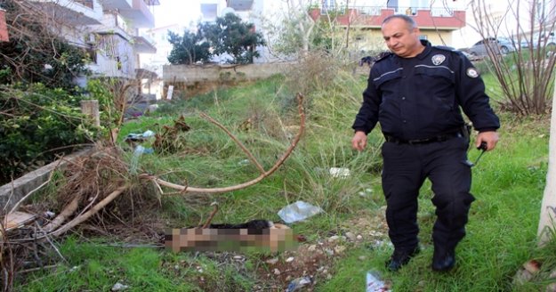 'İnsanlara zarar verse daha mı iyi olacak' deyip, köpeği bıçaklayarak öldürdü