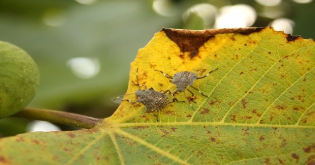 Kahverengi Kokarca bitkilere zarar veriyor