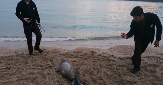 Ölü bulunan Akdeniz Fokuna nekropsi yapıldı
