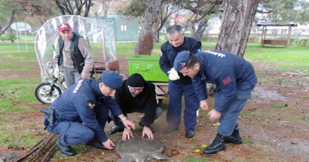 Sahilde bulunan yaralı Nil kaplumbağası tedavi altına alındı