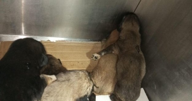 Yeni doğmuş yavruları çuval içinde yol kenarına bıraktılar