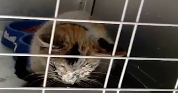 12 gün sonra enkazdan kurtarılan kedi için duygusal paylaşım!