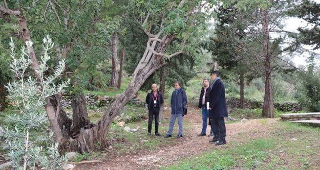 Alanya Belediyesi doğa mirası ağaçları unutmadı