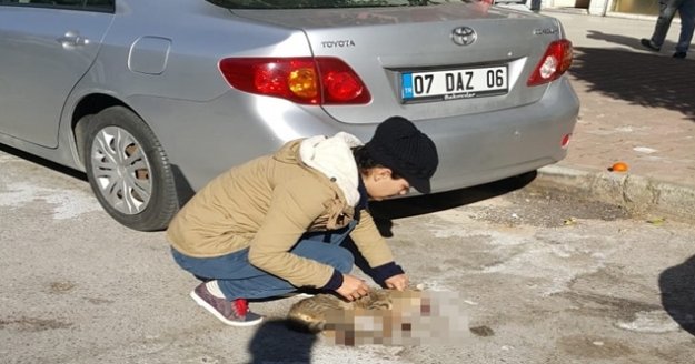 Hayvanseverlerden kediyi ezen sürücüye tepki!