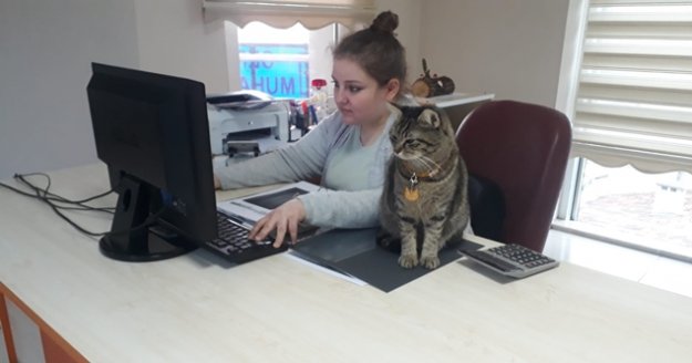 Sokaktan bulduğu kedilerini ofiste besliyor, çalışanlarını hayvan sevgisi olanlardan seçiyor