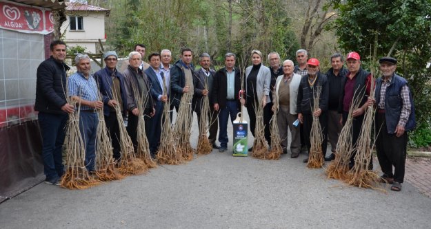 Alanya'da bin adet dut fidanı dağıtıldı