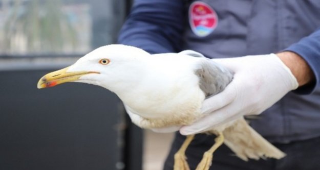 Alanya'da tedavisi yapılan yaralı martı doğaya bırakıldı