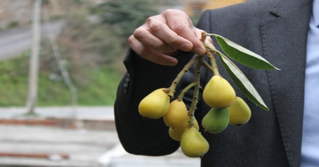 Alanya'da  ilk hasat yapıldı, tezgahlarda kilogramı 50 TL'den yerini aldı