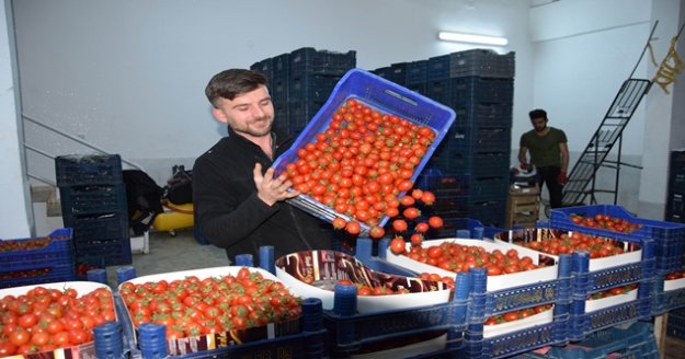 Antalya'da seralarda sebze üretimi hız kesmeden devam ediyor