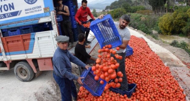Fiyatı 50 kuruşa düşen domates üreticinin elinde kaldı