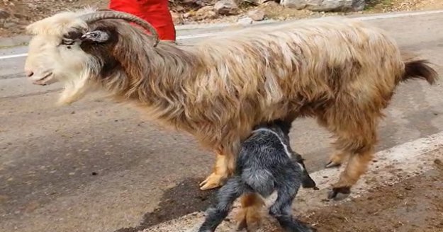 Gündoğmuş'da mahsur kaldığı mağaradan kurtarılan keçi emzirmek için yavrusuna koştu