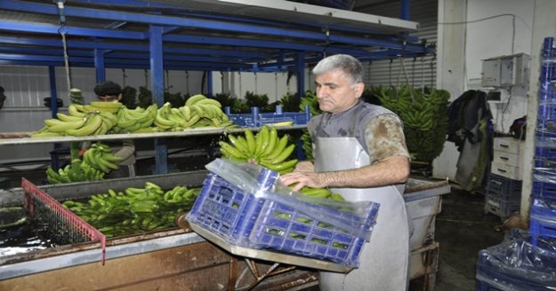 İthal muz yerli muzun fiyatını düşürdü