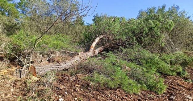 Orman envanterlerine zarar verdiği iddia edilen 3 kişi savcılığa sevk edildi