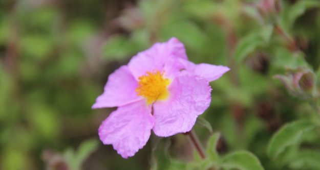 Alanya'da yetişiyor! Korona virüsü kovacak bitki