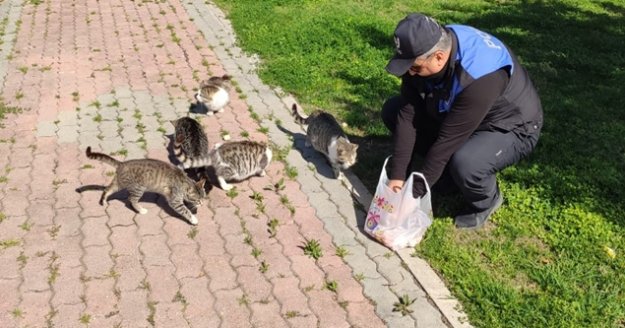 Polisler, sokakta yaşayan sahipsiz kedilere yiyecek bıraktı