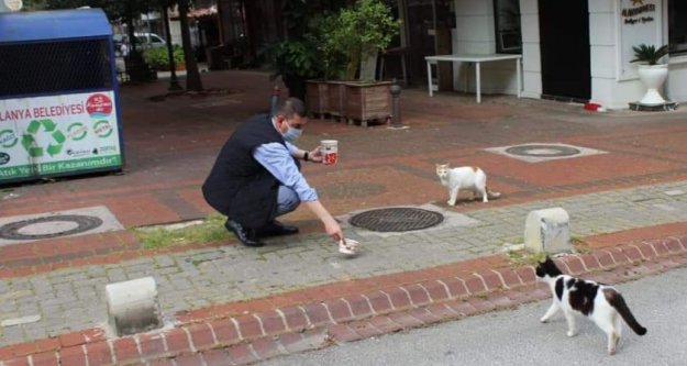 Sokak kedilerine Türkdoğan şefkati