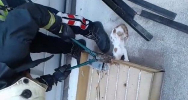 Alanya'da kedi kurtarma operasyonu