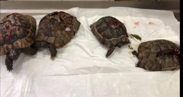 Alanya'da vahşet kurbanı kaplumbağalarda flaş gelişme