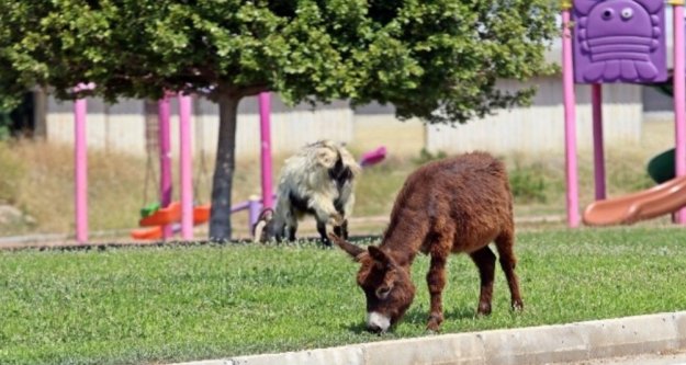 Çimleri uzayan çocuk parkları eşek ve keçilere kaldı