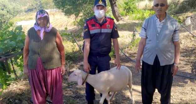 Vatandaşın kayıp koyunlarını jandarma buldu