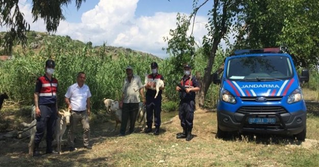 Çaldıkları keçileri ve malzemeleri satıp uyuşturucu aldılar