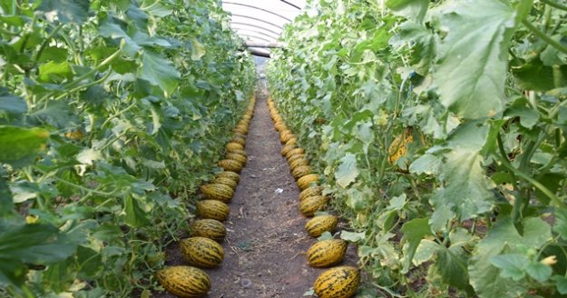 Kavunlarını simetrik şekilde sıraladığı görüntüler sosyal medyada ilgi gördü