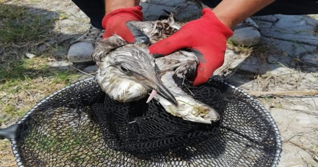 Oltaya takılmış balık yutan martı tedavi edilip doğaya bırakıldı