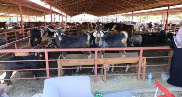 Alanya'da kurban kesimi için randevu alma işlemi başlıyor
