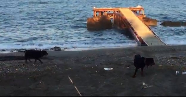 Caretta caretta yuvalama alanına giren iş makinesi yumurtaları telef etti