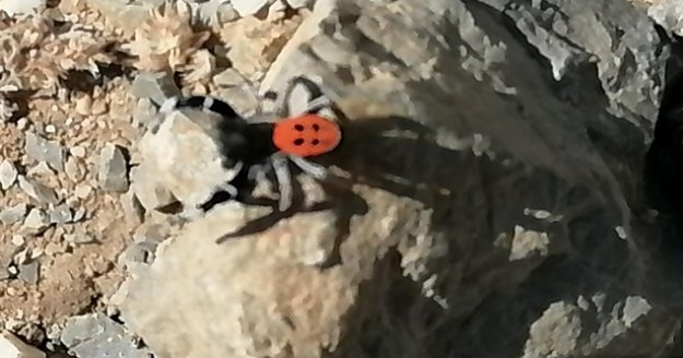 Soyu tehlike altında bulunan zehirli ve saldırgan örümcek Gazipaşa'da görüntülendi