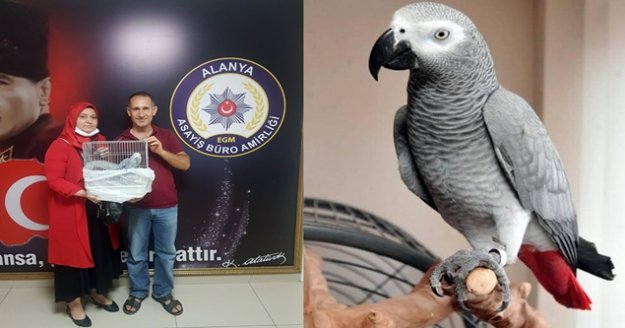 Alanya'da çalınan ödüllü papağanı polis buldu